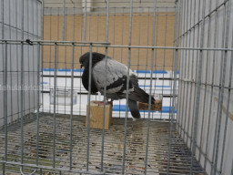 XIV Concurso Exposición de Palomas de Raza en Mula 2024